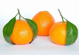 Image result for Orange Varieties List