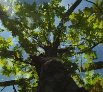 Image result for Single Tree