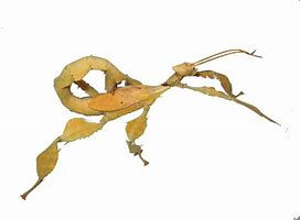 Image result for Stick Insect Dancing PNG