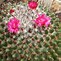 Image result for Mammillaria