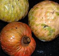 Image result for Jamaican Custard Apple