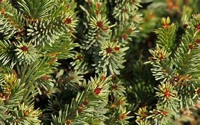 Image result for Picea omorika Pimoko