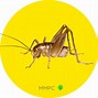 Image result for Jerusalem Cricket Insect