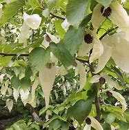 Image result for Davidia involucrata vilmoriniana