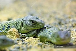 Image result for Ocellated Lizard