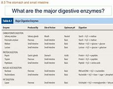 Image result for Digestive Enzymes and Their Functions
