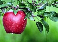 Image result for Bengits of Esting Apple's