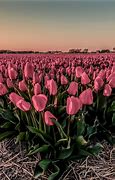 Image result for Tulips Background Desktop Pastel