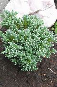 Image result for Chamaecyparis thyoides Blue Rock