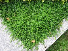 Image result for Euonymus fort. Minimus