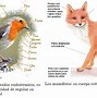 Image result for Animales Y Su Clasificacion
