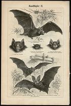 Image result for Vintage Bat Chart