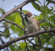 Image result for Chirp Animal