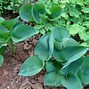 Image result for Hosta Julie Morss