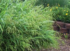 Image result for Chasmanthium latifolium Little Ticker