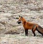 Image result for Fox Totem Animal
