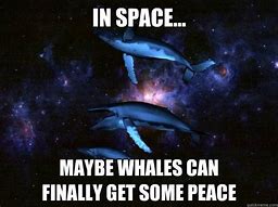 Image result for Whale Wars Meme