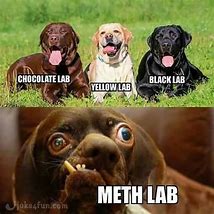 Image result for Funny Labs
