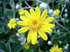 Senecio Sunshine に対する画像結果