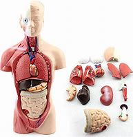 Image result for Interactive Anatomy Models