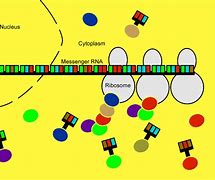 Image result for DNA RNA and Protein Synthesis