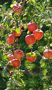 Image result for Malus Apple Tree