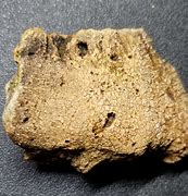 Image result for Petrified Bone Pieces