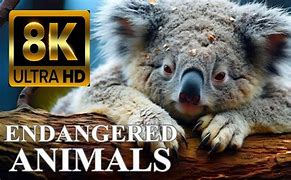 Image result for 8K Endangerd Animals