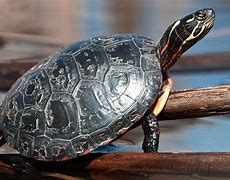Image result for Ohio Painted Turtle