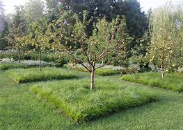 Image result for New Build Garden Design Fruit Trees