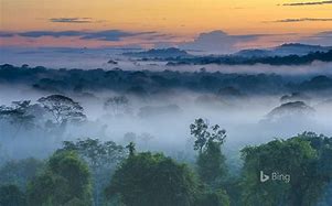 Image result for Rain Forest Fog