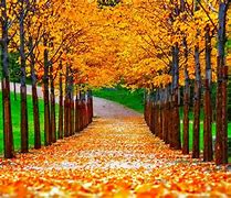 Image result for Cool Fall Backgrounds