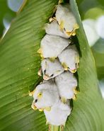 Image result for Honduran Leaf Bat
