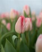 Image result for Uses of Tulip Flower
