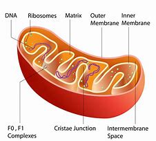 Image result for ADN Mitochondrial
