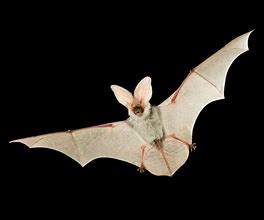 Image result for Oregon Bats