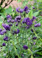 Image result for AQUILEGIA VULG. BLUE BARLOW