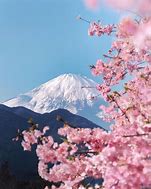 Image result for Fuji Flower