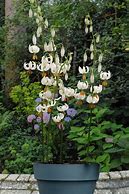 Image result for Lilium martagon Snowy Morning