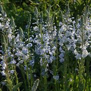 Image result for Veronica gentianoides