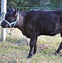 Image result for Dexter Cattle Dairy Goat