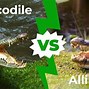Image result for Crocodile Size Against Alligator