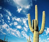 Image result for Cactus Desert Wallpaper