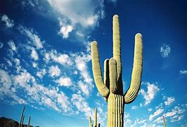 Image result for Animated Cactus Wallpaper