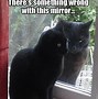 Image result for Black Cat Meme T-shirt
