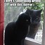 Image result for Crazy Black Cat Meme