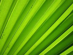 Image result for Palm Resistance Screen