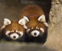 Image result for Red Panda with Albino