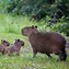 Image result for Capybara
