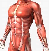 Image result for Human Body Anatomy Model